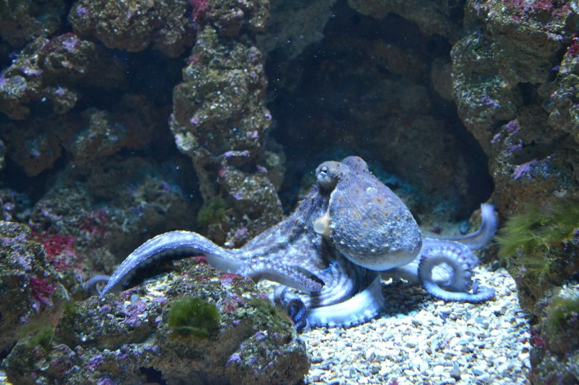 Angry Octopus Attacks Man on Australian Beach, Viral Video Shows