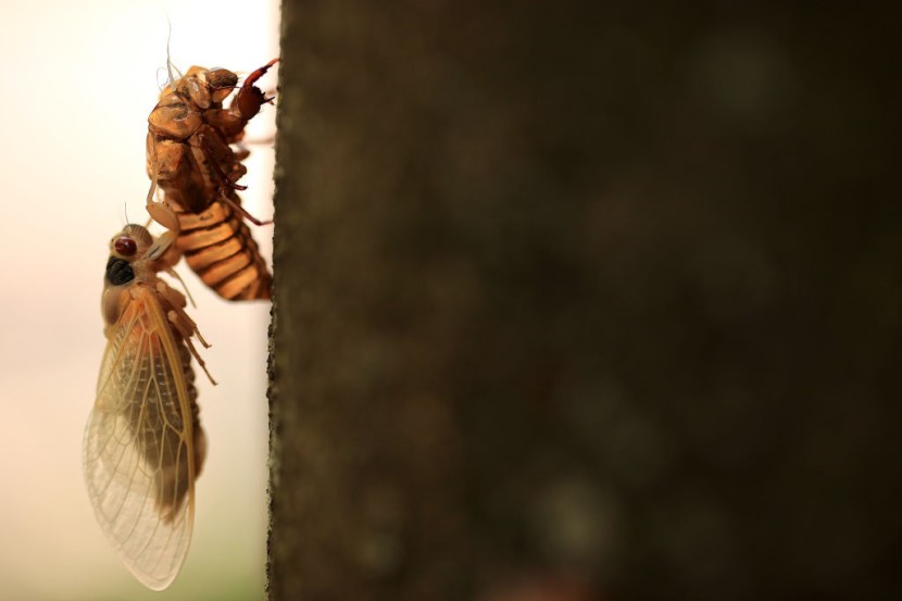 Cicada