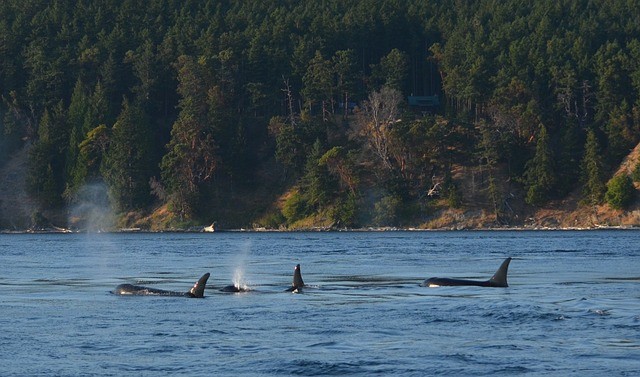 Killer Whale Pack Violently Damages Yacht as Mortified Crew Escape on Raft After Orcas Swam Away