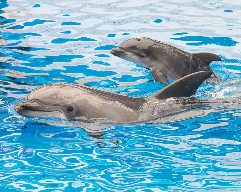 Hundreds of Dolphins, Sea Lions Found Dead in California Coast; Toxic Algae Suspected in Deaths