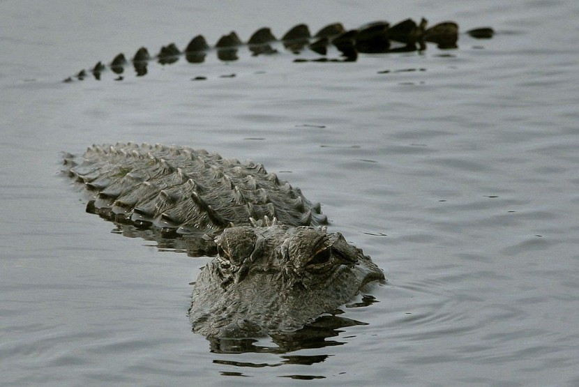 Florida: Alligator Attack in Ocala National Forest Under Investigation; Are Gators Common in Springs?