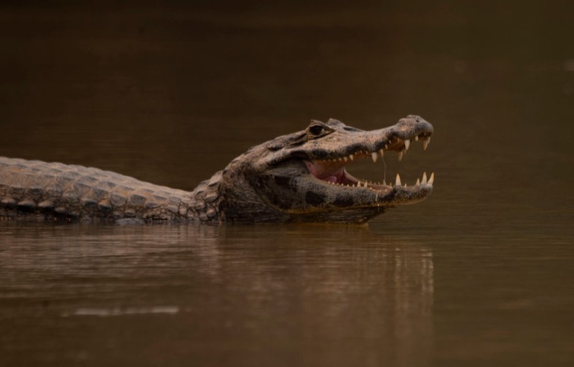 Florida: Alligator Attack