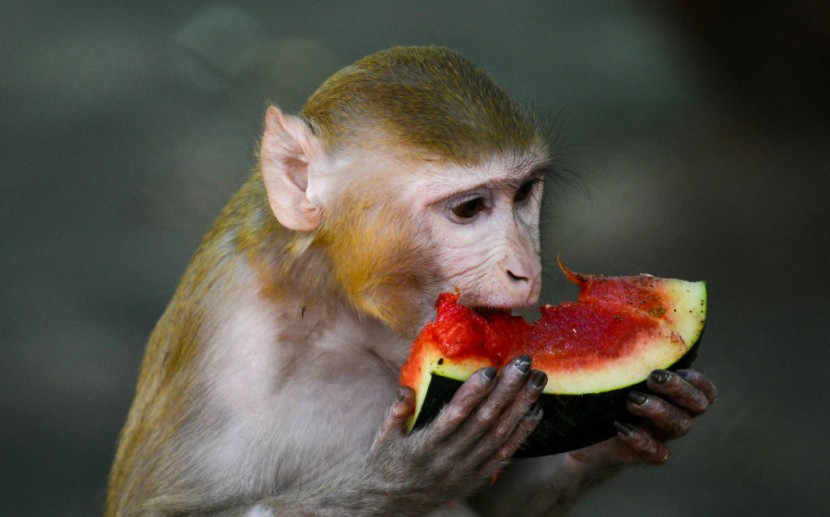 INDIA-WEATHER-ANIMAL