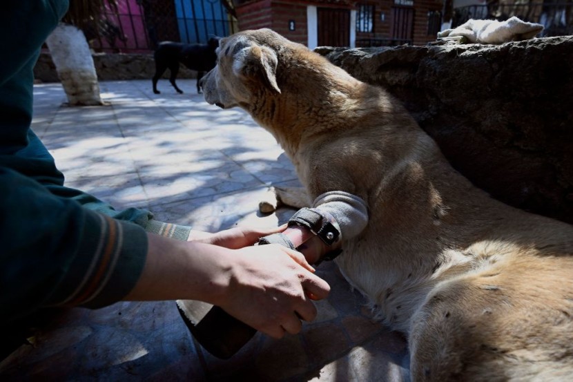 MEXICO-DOG-SANCTUARY