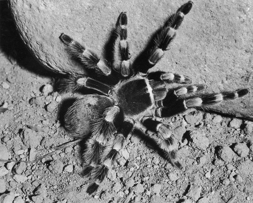Thailand Entomologists Discover New 'Electric Blue' Tarantula in 'Enchanting Phenomenon'
