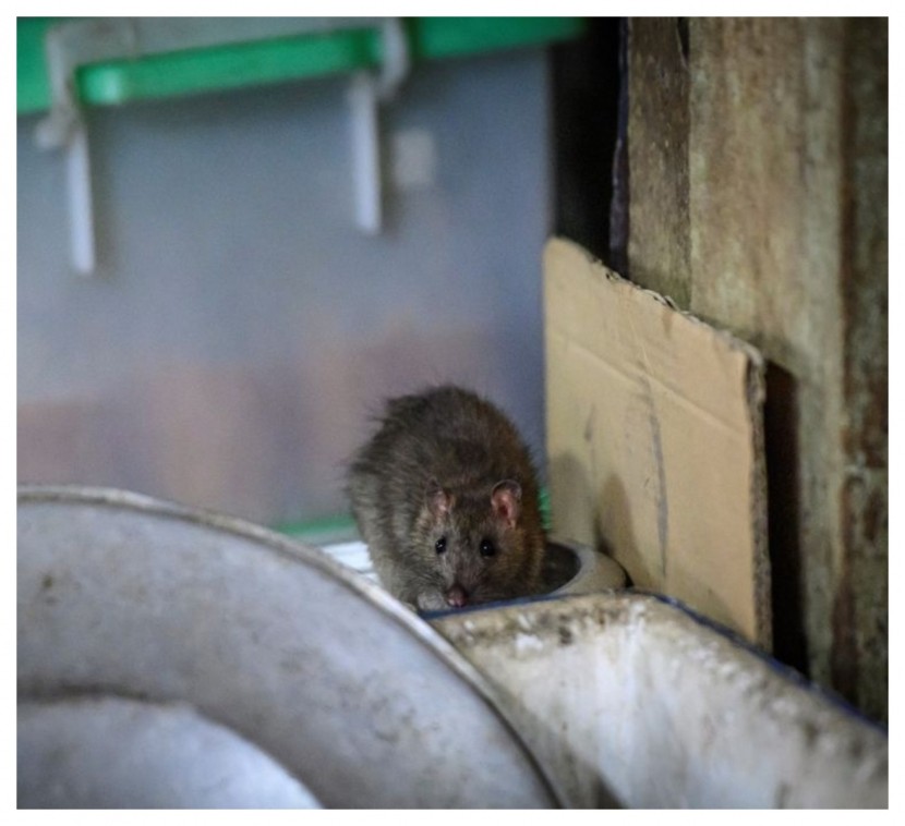 rat