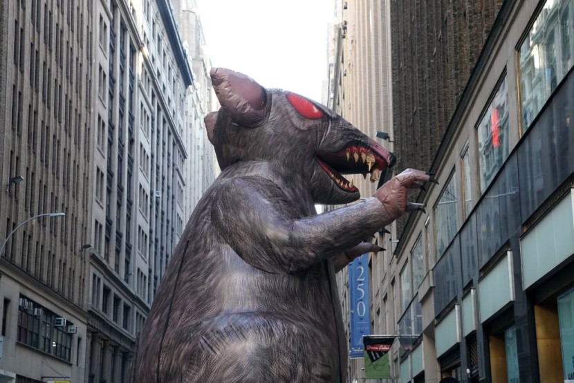 NYC Rats