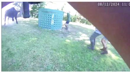 WATCH: Escaped Bull causes mayhem on Massachusetts highway