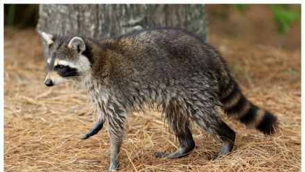 Rabies confirmed in South Carolina as public health warning issued