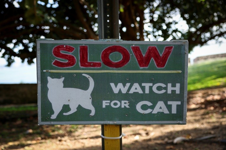 It's impossible to walk through the Old San Juan neighborhood without running into stray cats
