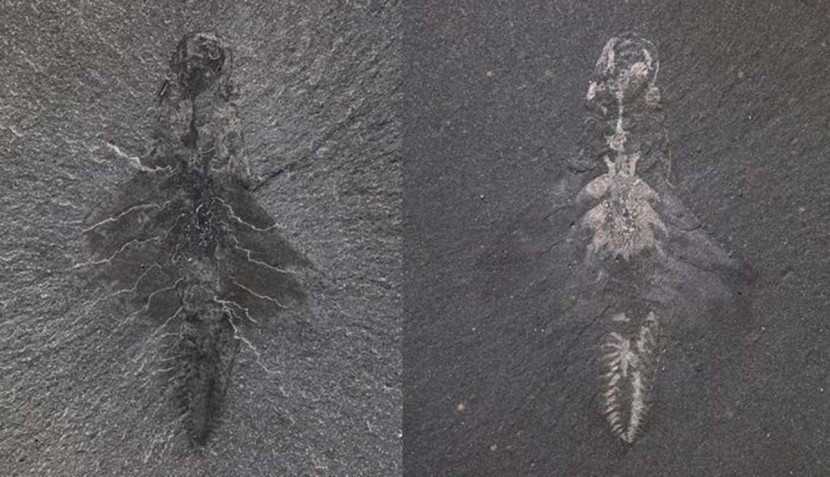 fossil