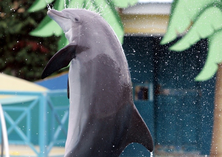 France has passed a law banning marine mammal shows