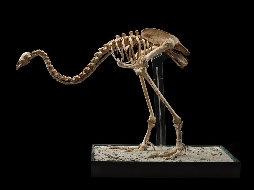Dire Wolf's Return Could Be Followed by Moa's Revival