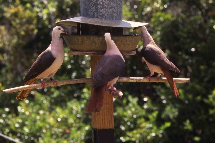 Pink pigeons feeding