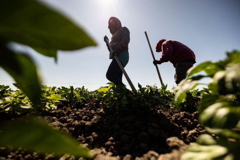 Farm workers in Southern California
