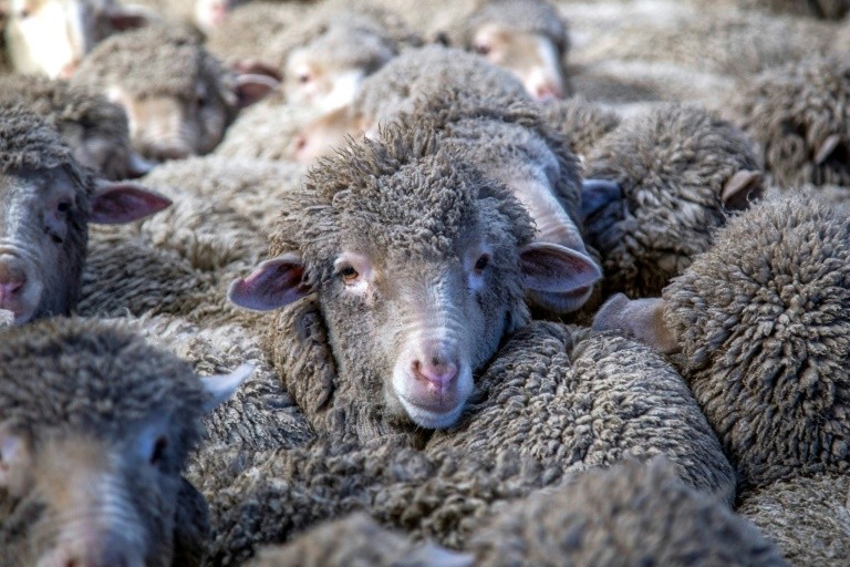 New Zealand sheep farmers are fighting to protect grazing land from spreading pine plantations, which earn government subsidies to absorb carbon emissions.