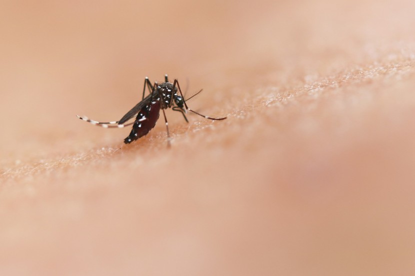 Chikungunya Virus' Rising Cases Prompt Measures Similar To COVID-19 Crisis