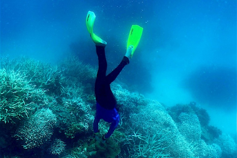 Bleaching occurs when water temperatures rise forcing coral to expel the colourful microscopic algae, known as zooxanthellae, embedded in their tissues
