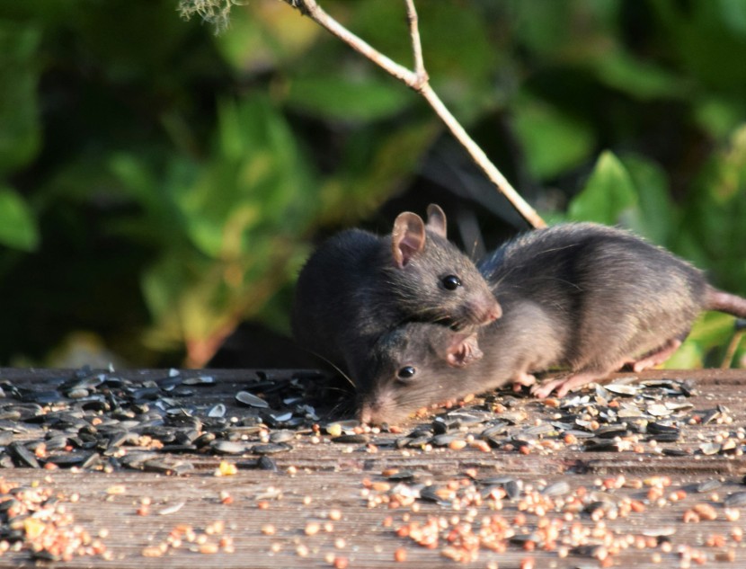 mice