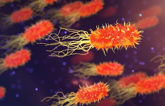 Virus