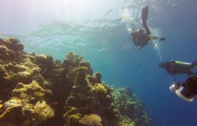Scuba Dive