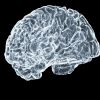 Digital illustration of a human brain