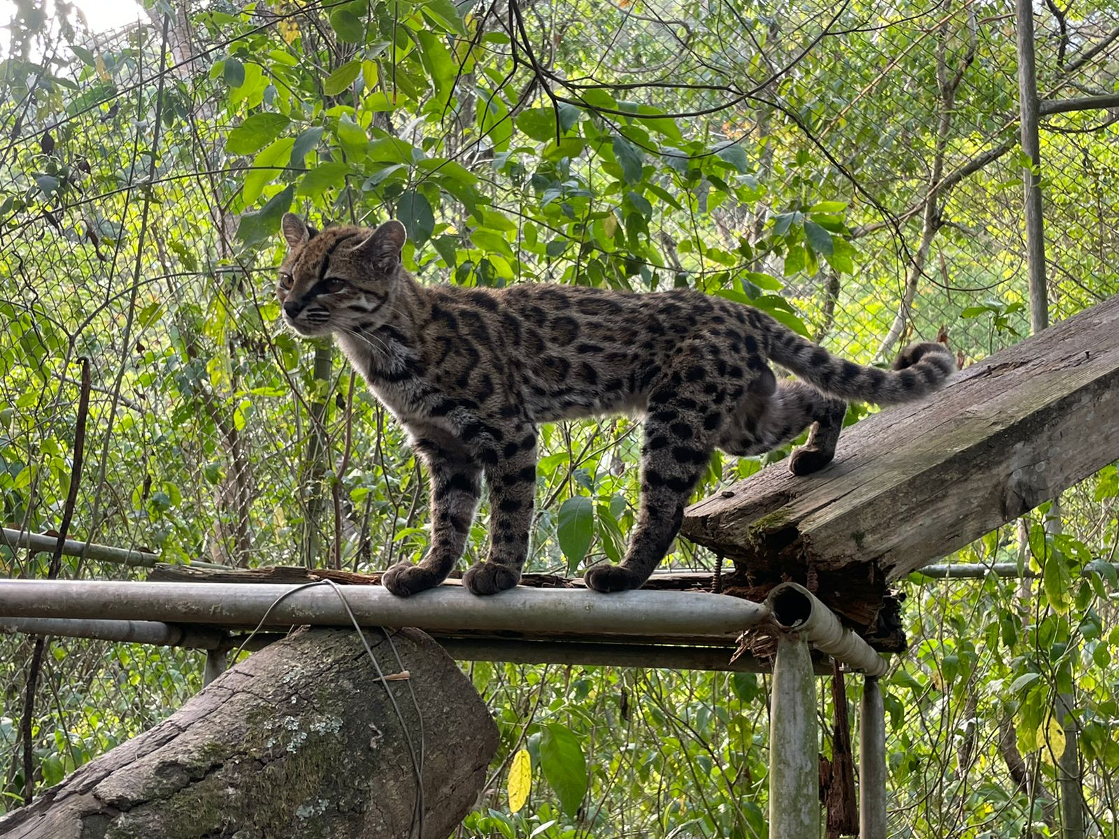 Scientists Identify New Wild Cat Species In Bolivia First In 100 Years scientists-identify-new-wild-cat-species-in-bolivia-first-in-100-years